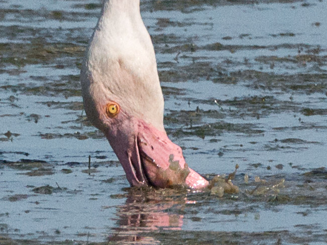 snavel van Flamingo foto van snavel van Flamingo