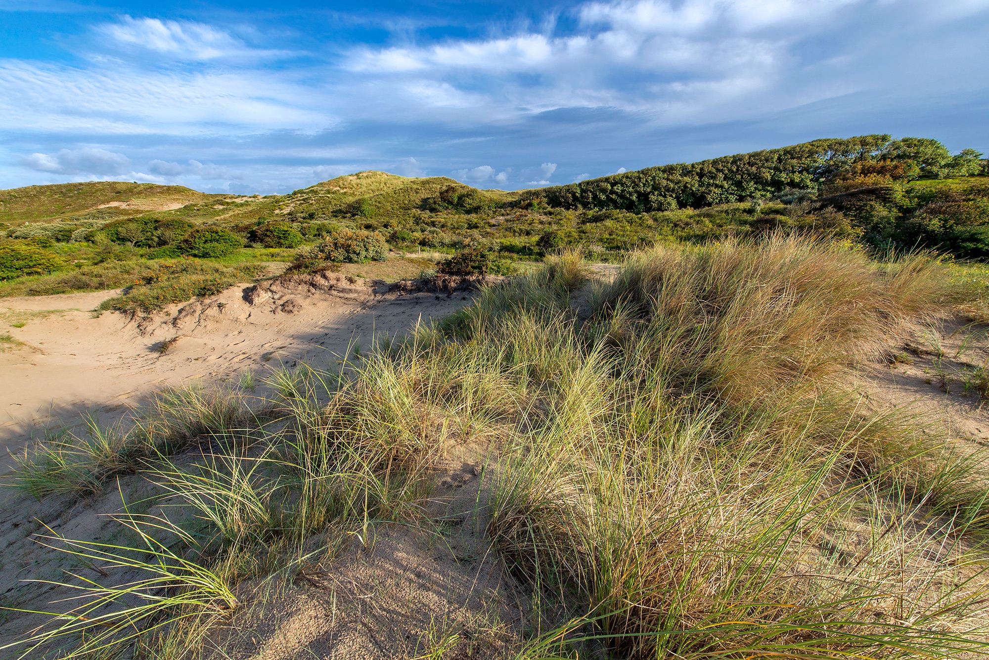 Open duinlandschap met zand, helmgras en struweel in Meijendel