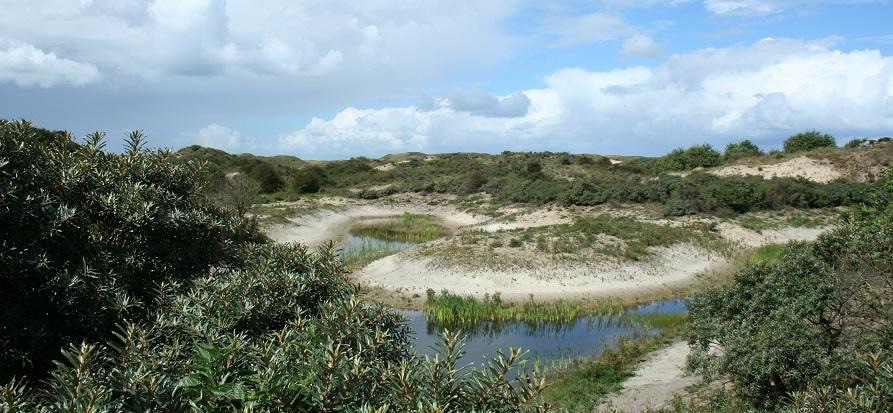 Afwisselend open duin, duinvallei, water en struweel in Meijendel