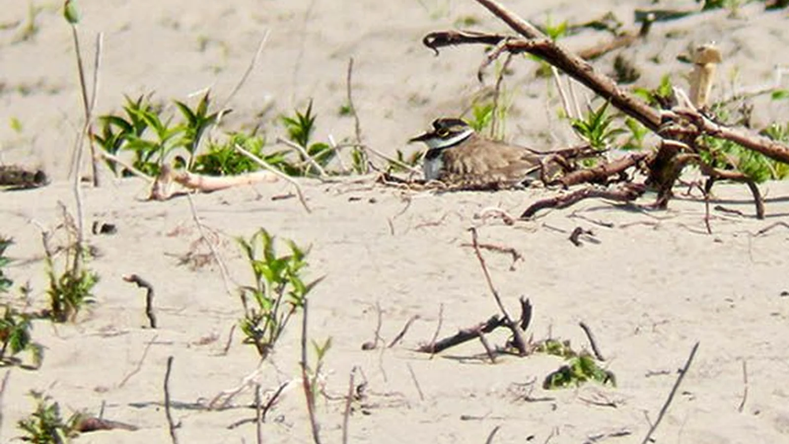 Kleine Plevier op het nest in open zand