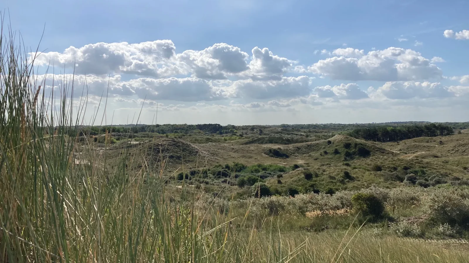 Mozaïek van helmgras, struweel en open duin