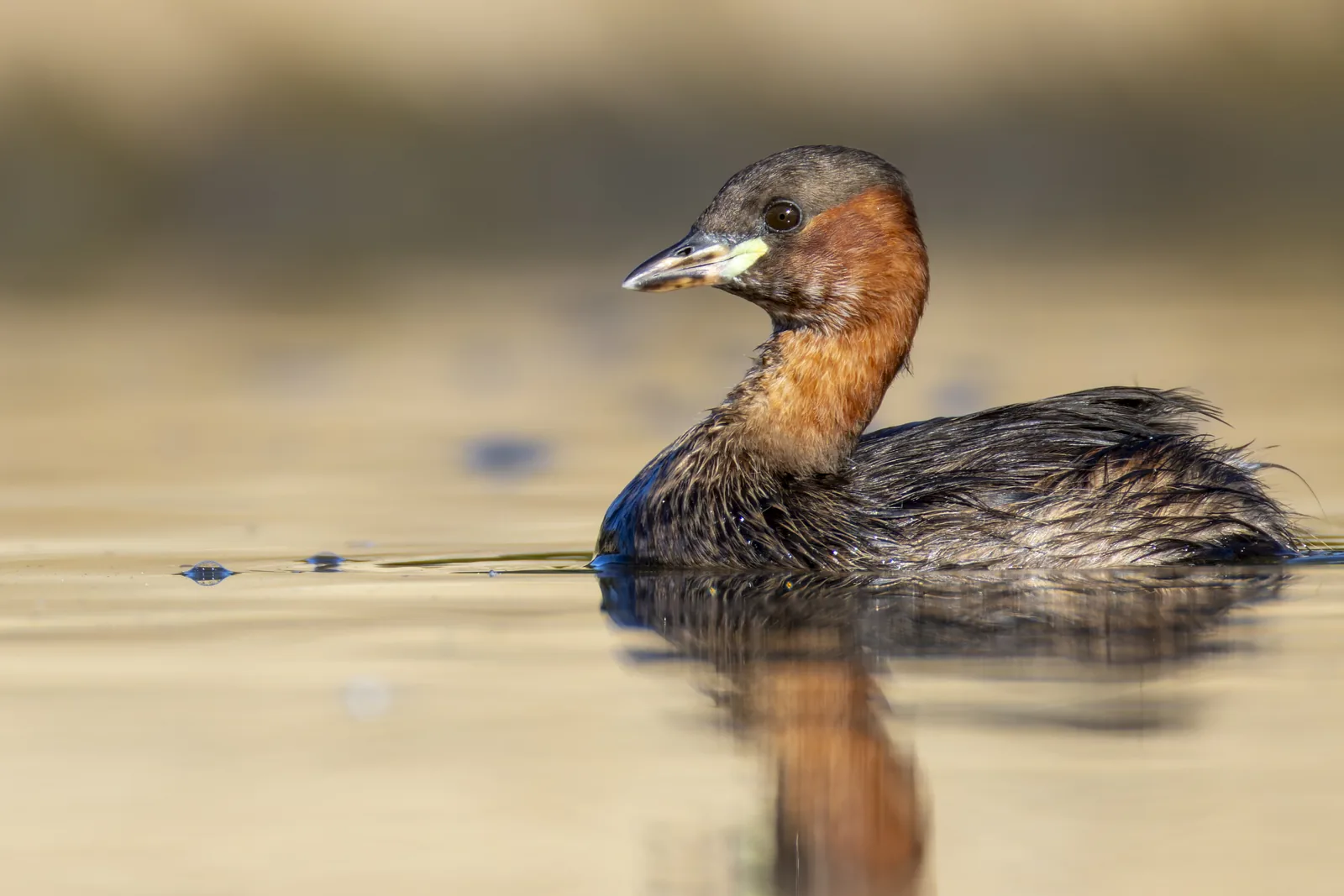 Dodaars in broedkleed rustend op kalm water