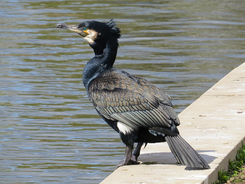 Aalscholver