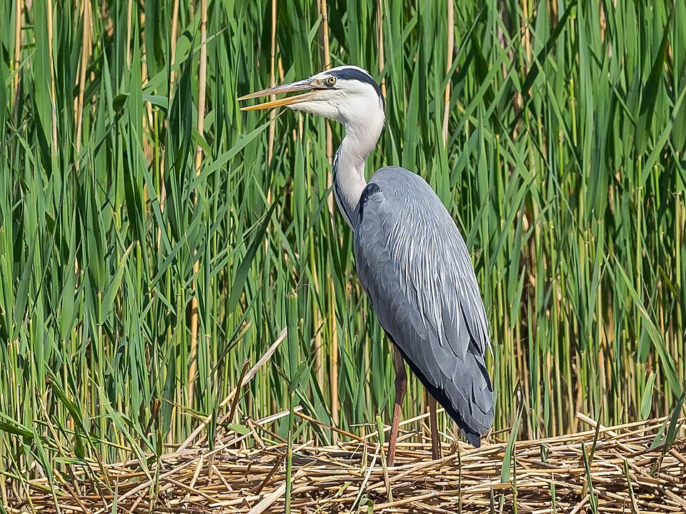 Blauwe Reiger