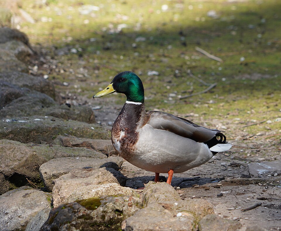 Wilde Eend