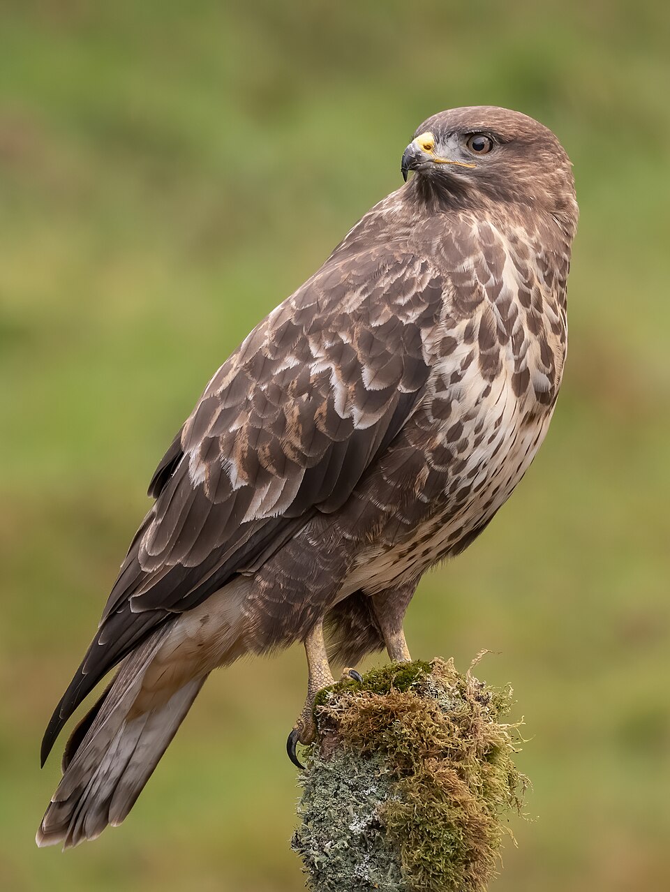 Buizerd
