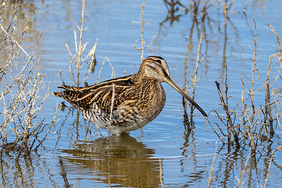 Watersnip