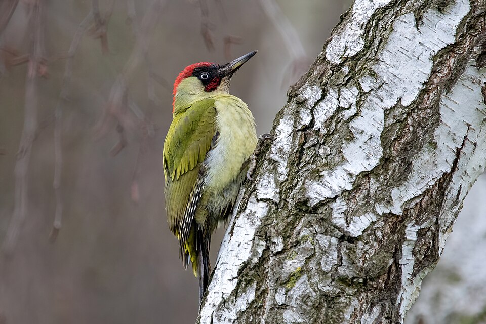 Groene Specht