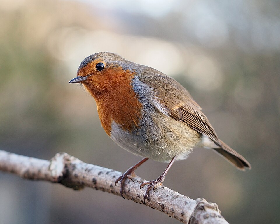 Roodborst