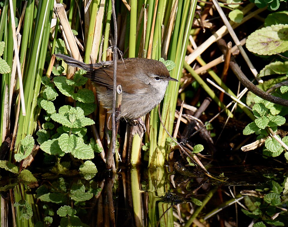 Cetti's Zanger