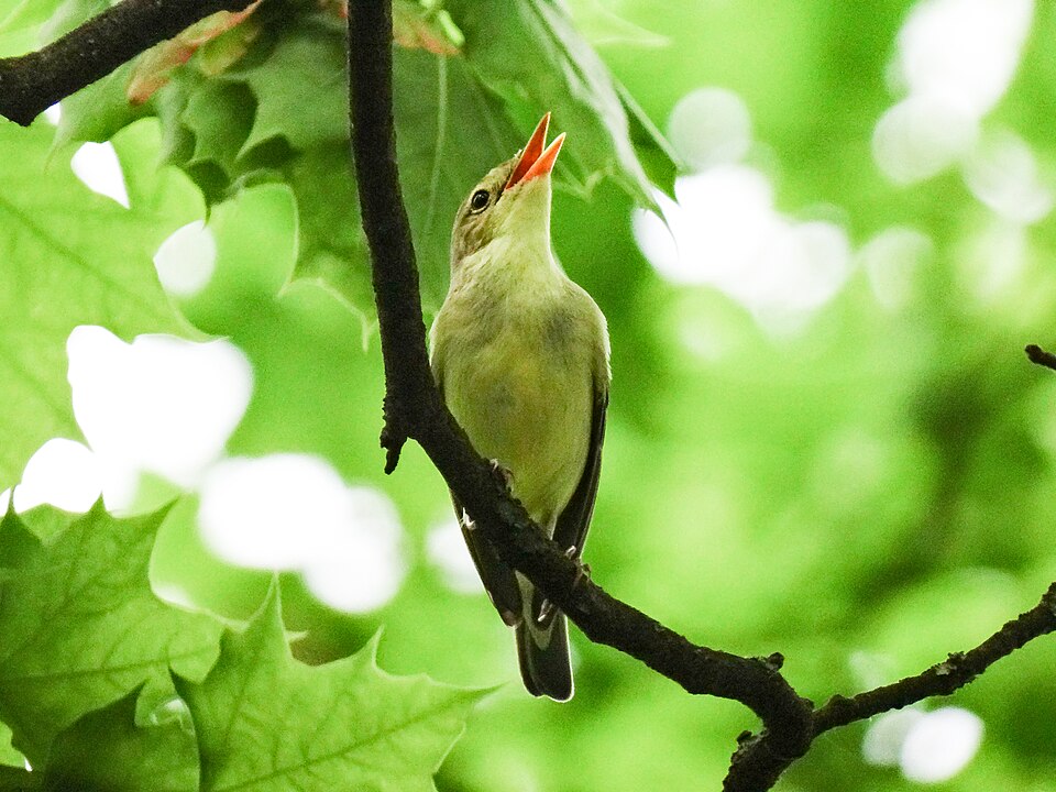 Spotvogel