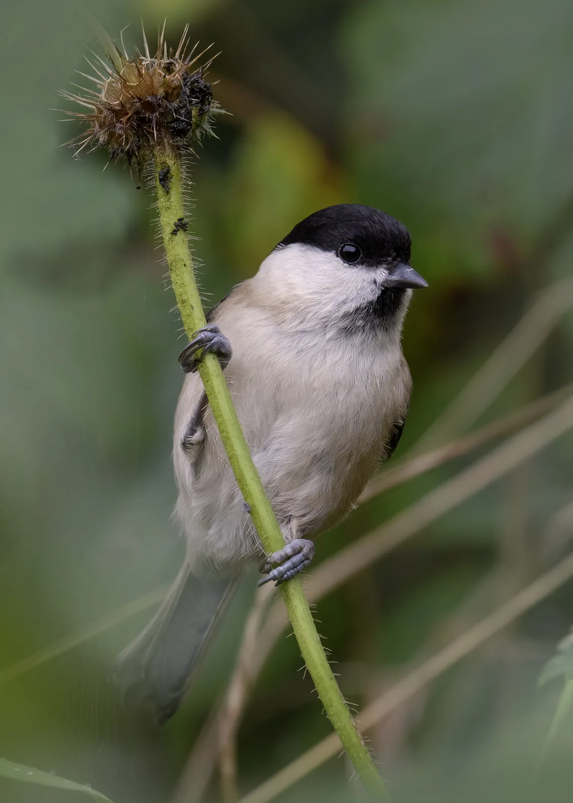 Matkop zittend op een groene stengel