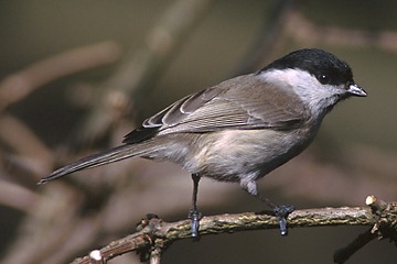Matkop