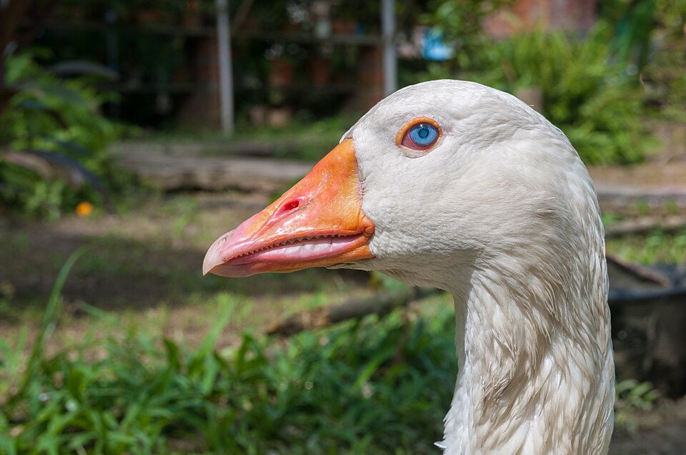 Close-up van de kop van een witte Soepgans
