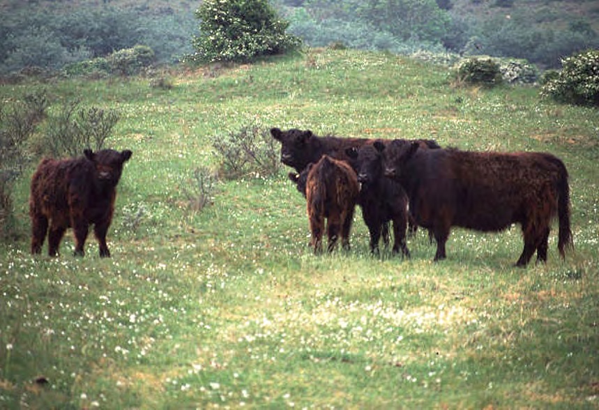 Runderen in een open, bloemrijk duinlandschap