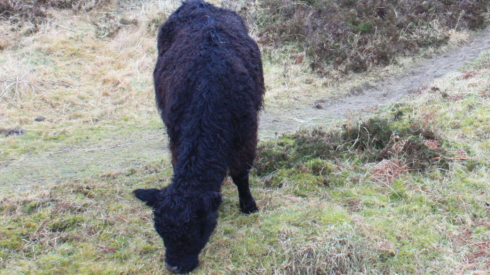 Gallowayrund in een open duinlandschap