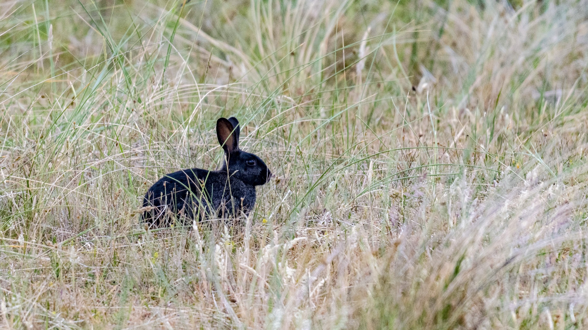 Een wild konijn in duingrasland op Texel